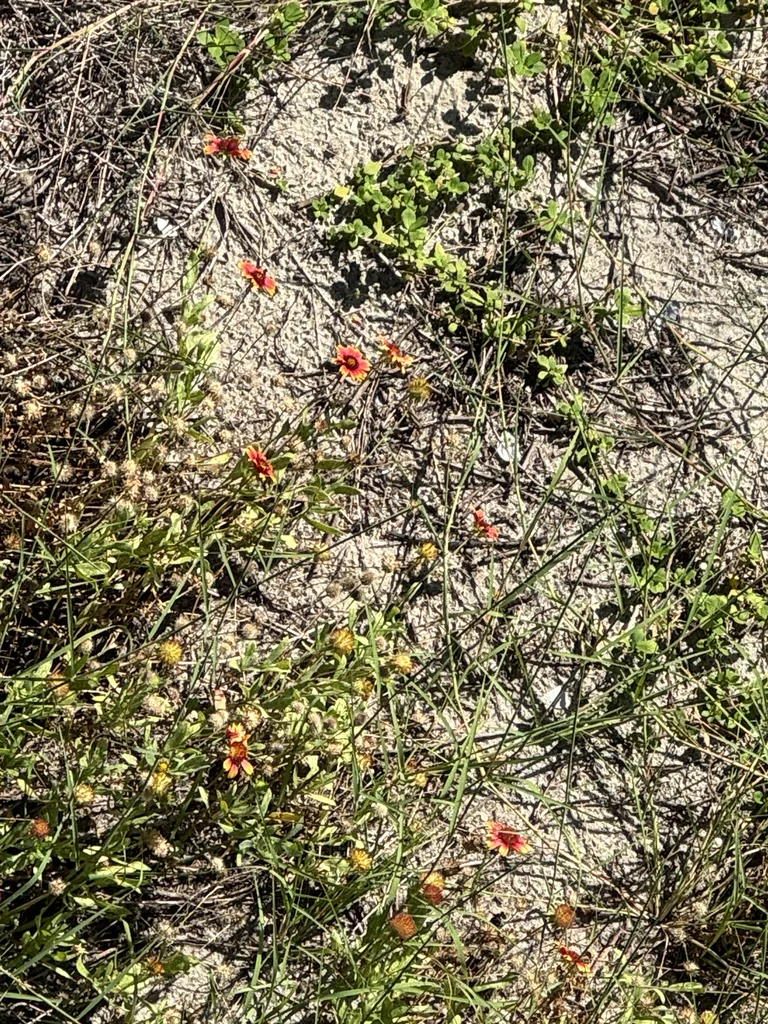 Gaillardia Pulchella