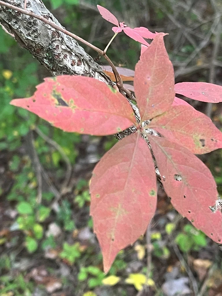 Parthenocissus Quinquefolia