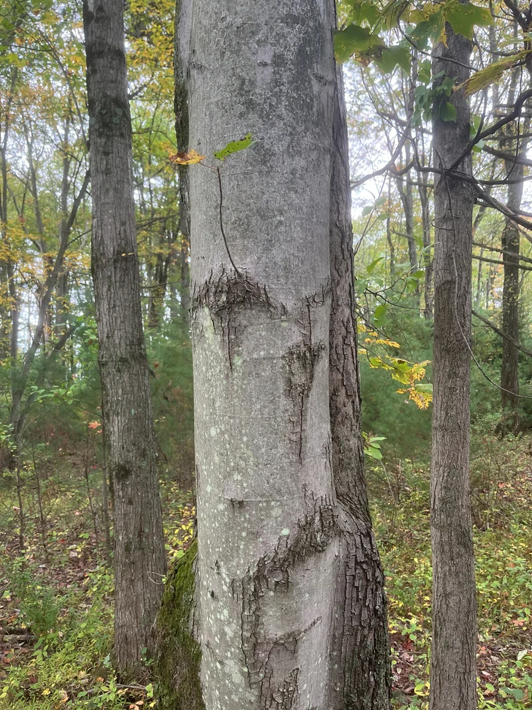 Acer Rubrum