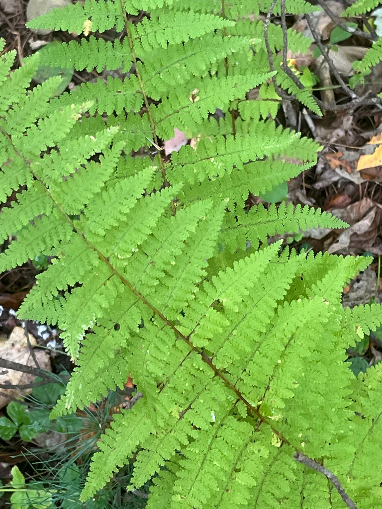 Dennstaedtia Punctiloba