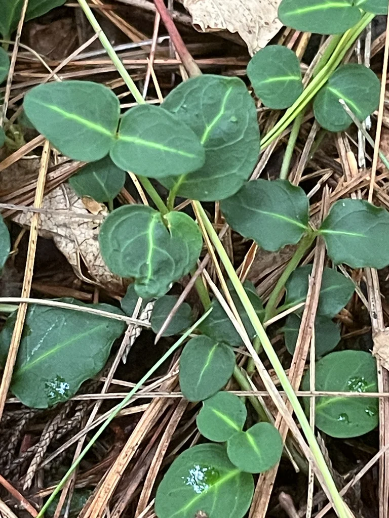 Mitchella Repens