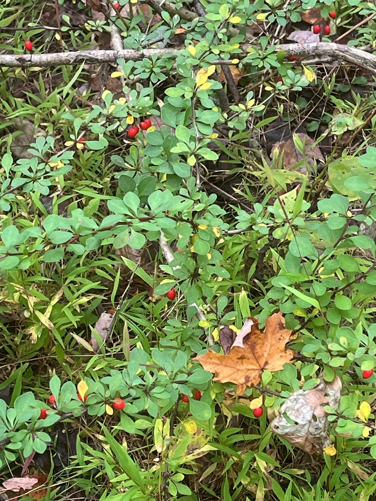 Berberis Thunbergii