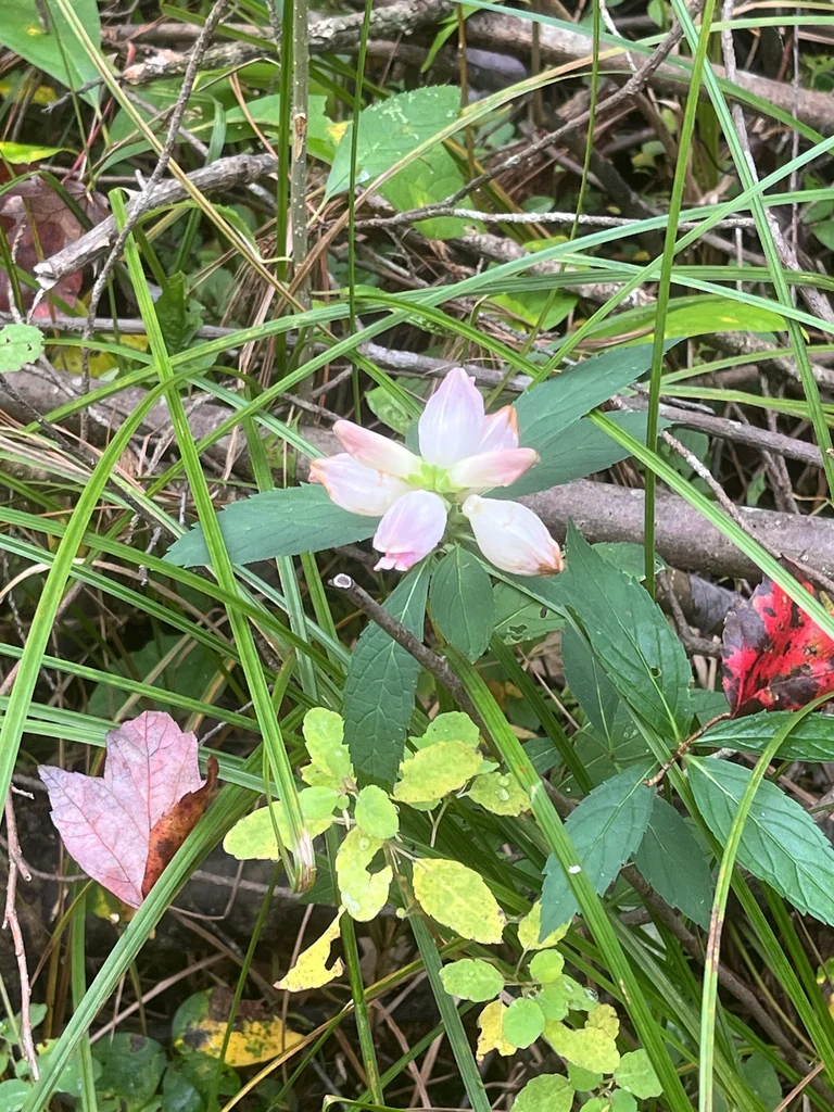 Chelone Glabra