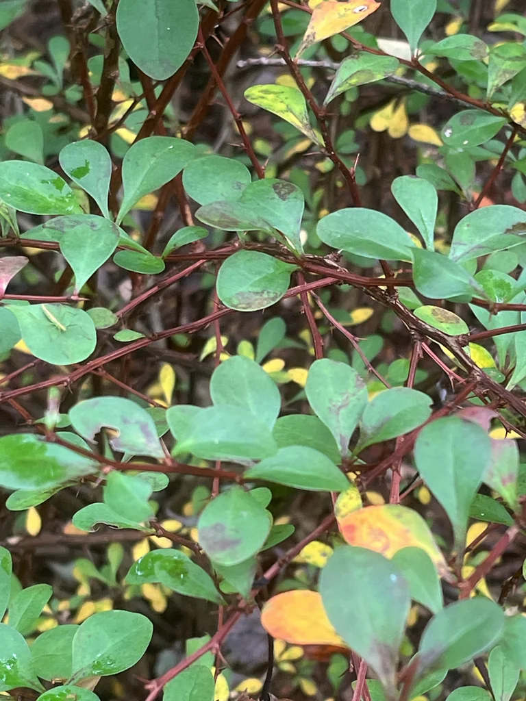 Berberis Thunbergii