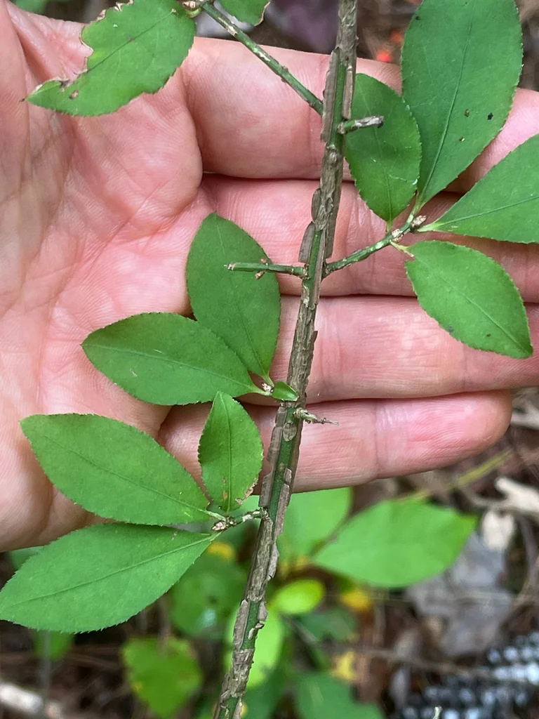 Euonymus Alatus