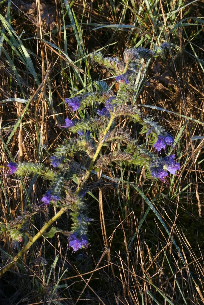 Echium Vulgare