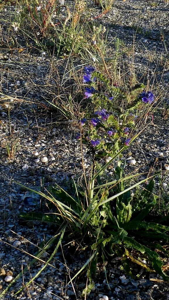 Echium Vulgare