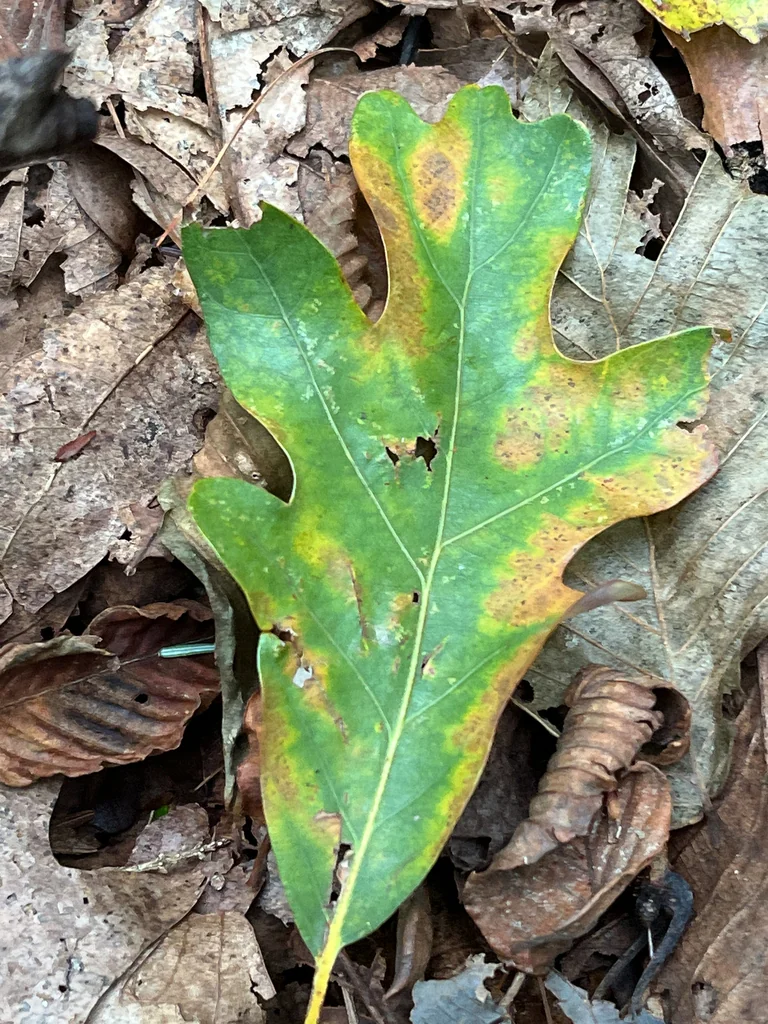 Quercus Alba