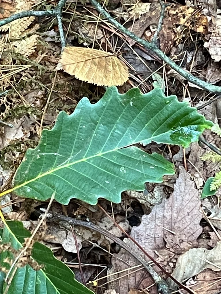 Quercus Montana