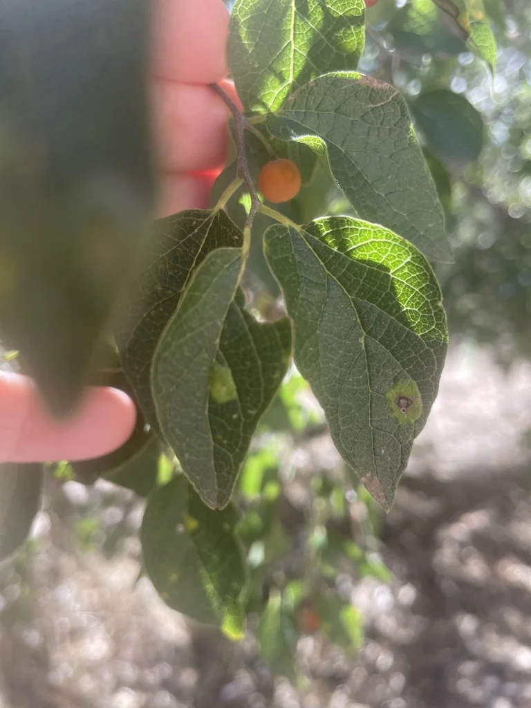 Celtis Reticulata