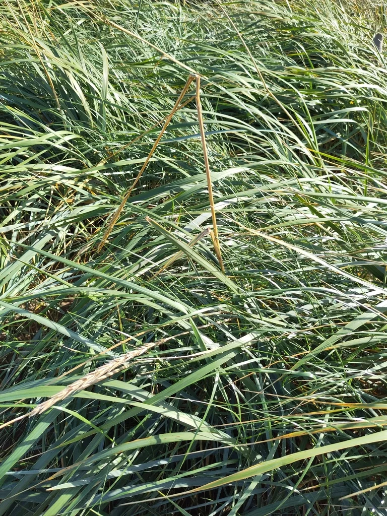 Leymus Arenarius