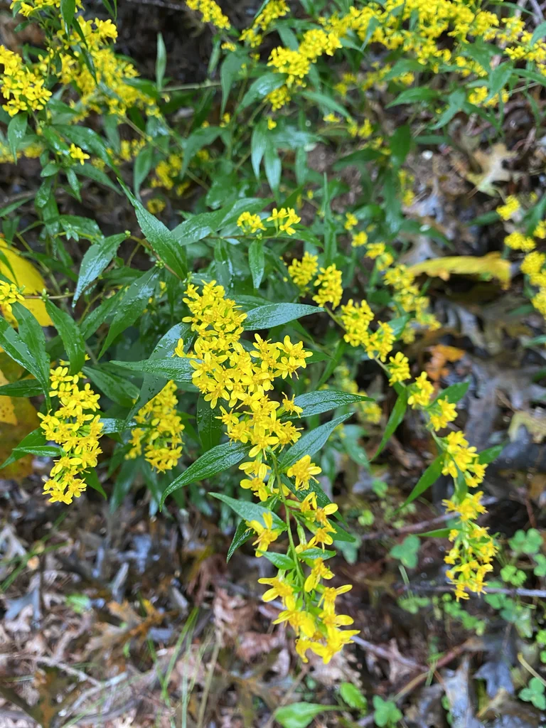 Solidago Caesia