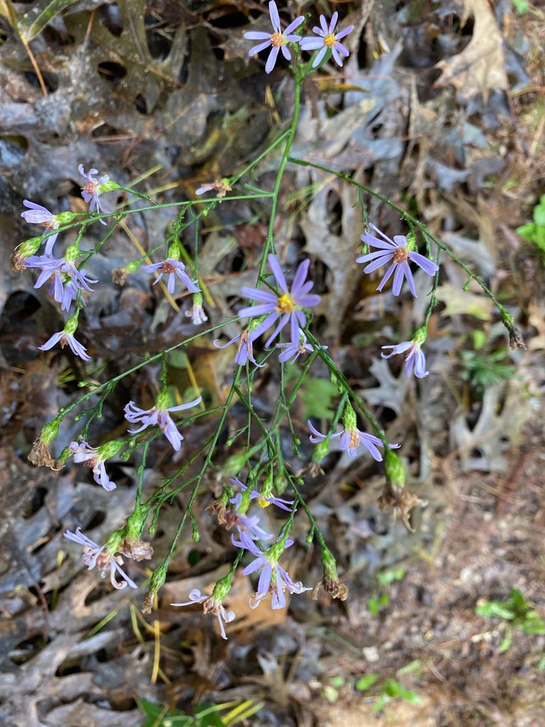 Symphyotrichum Oolentangiense