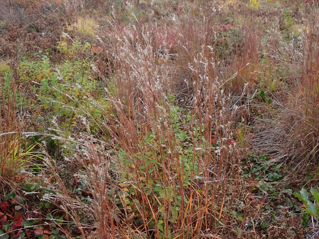 Schizachyrium scoparium