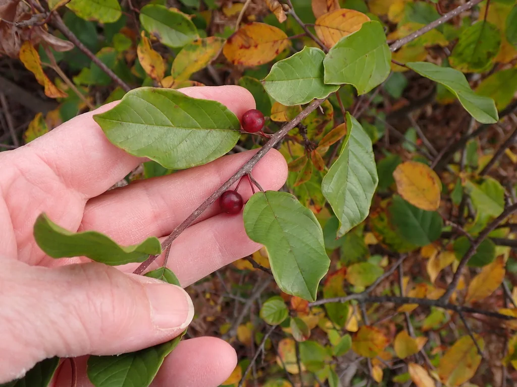 Rhamnus frangula