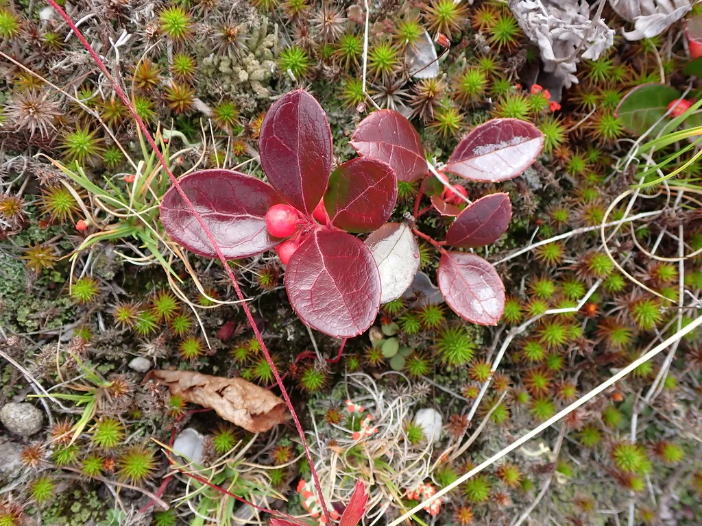 Gaultheria Procumbens