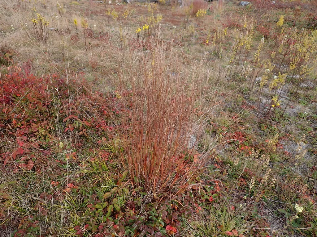 Schizachyrium scoparium