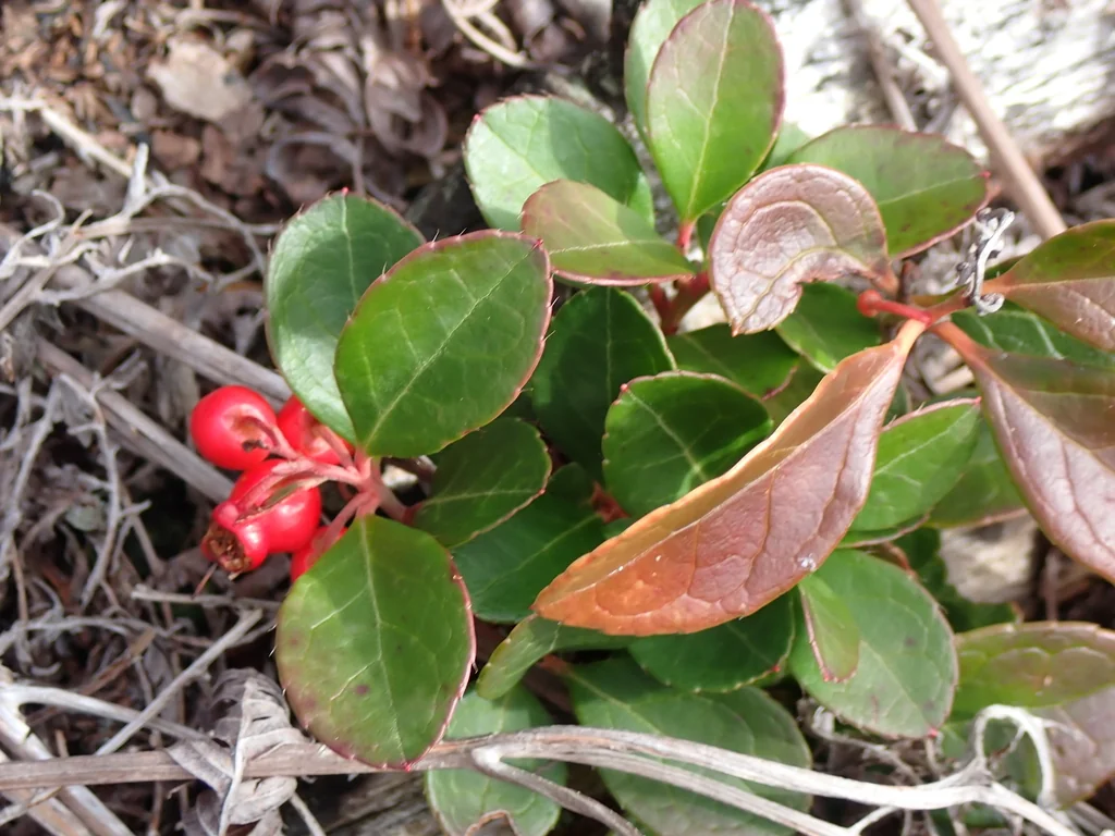 Gaultheria Procumbens