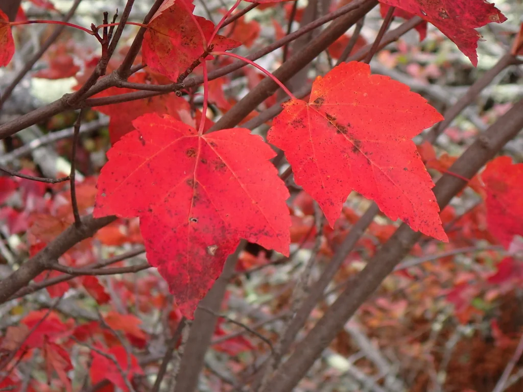 Acer Rubrum