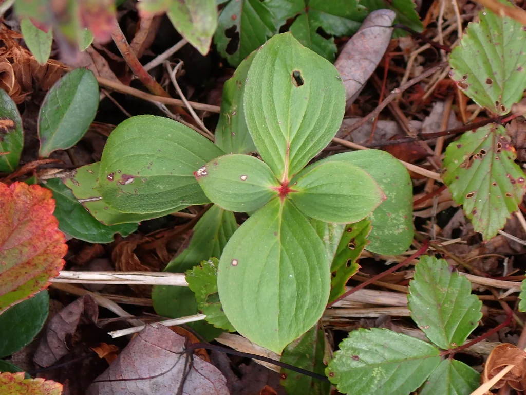 Cornus Canadensis