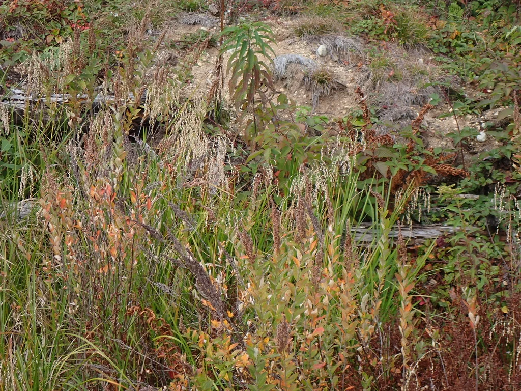 Spiraea Tomentosa