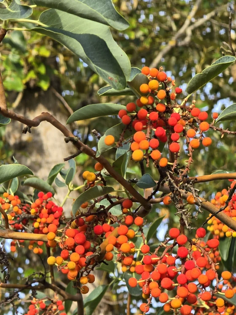 Arbutus Menziesii
