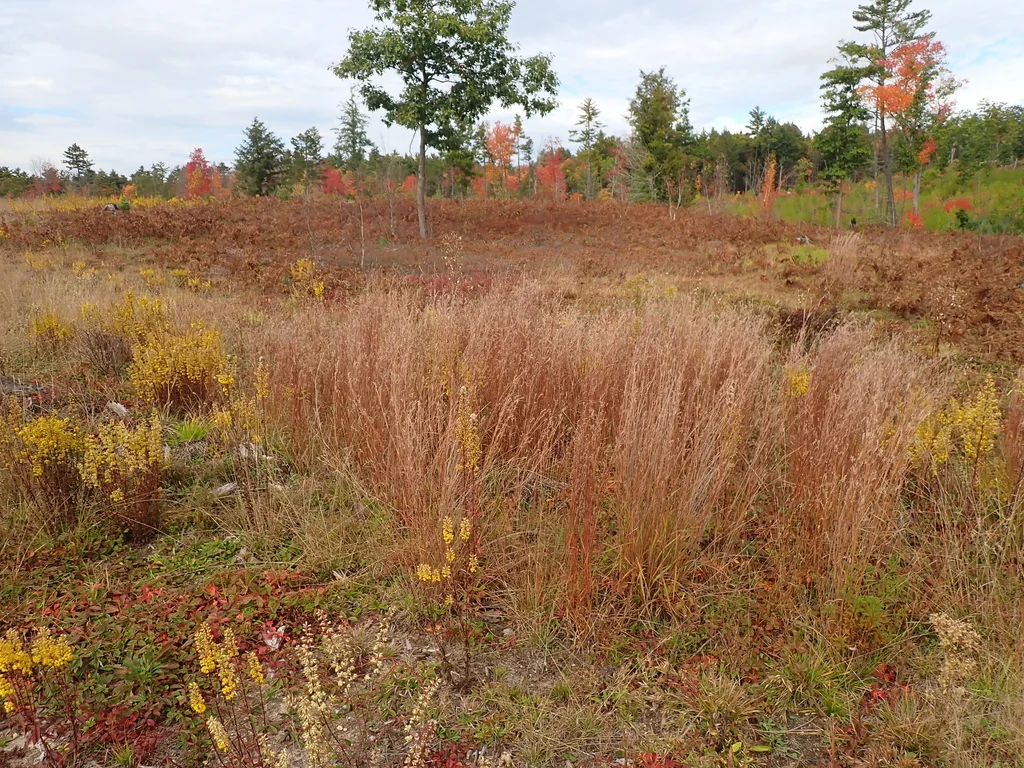Schizachyrium scoparium