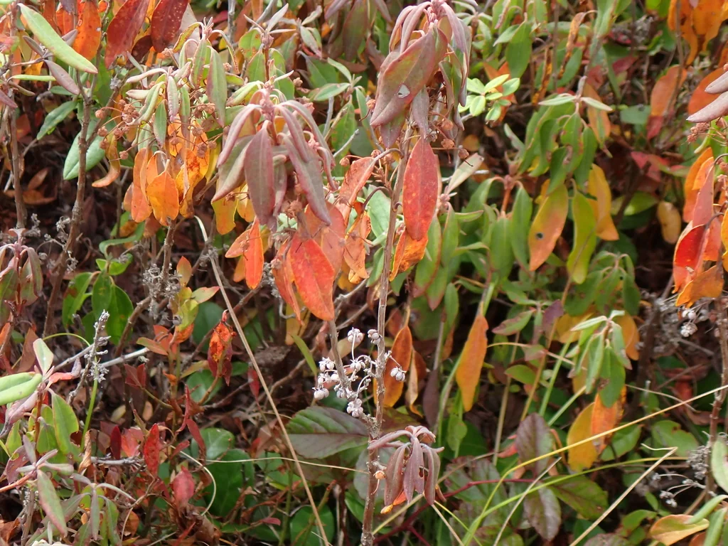 Kalmia Angustifolia