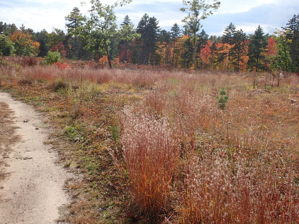 Schizachyrium scoparium
