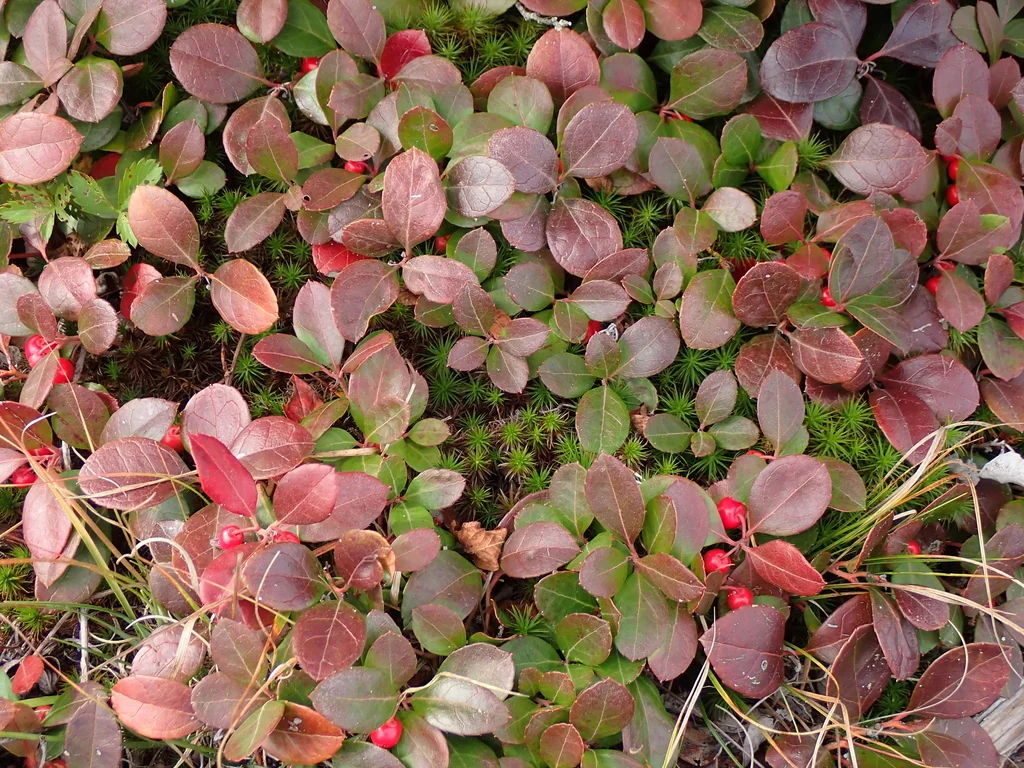 Gaultheria Procumbens