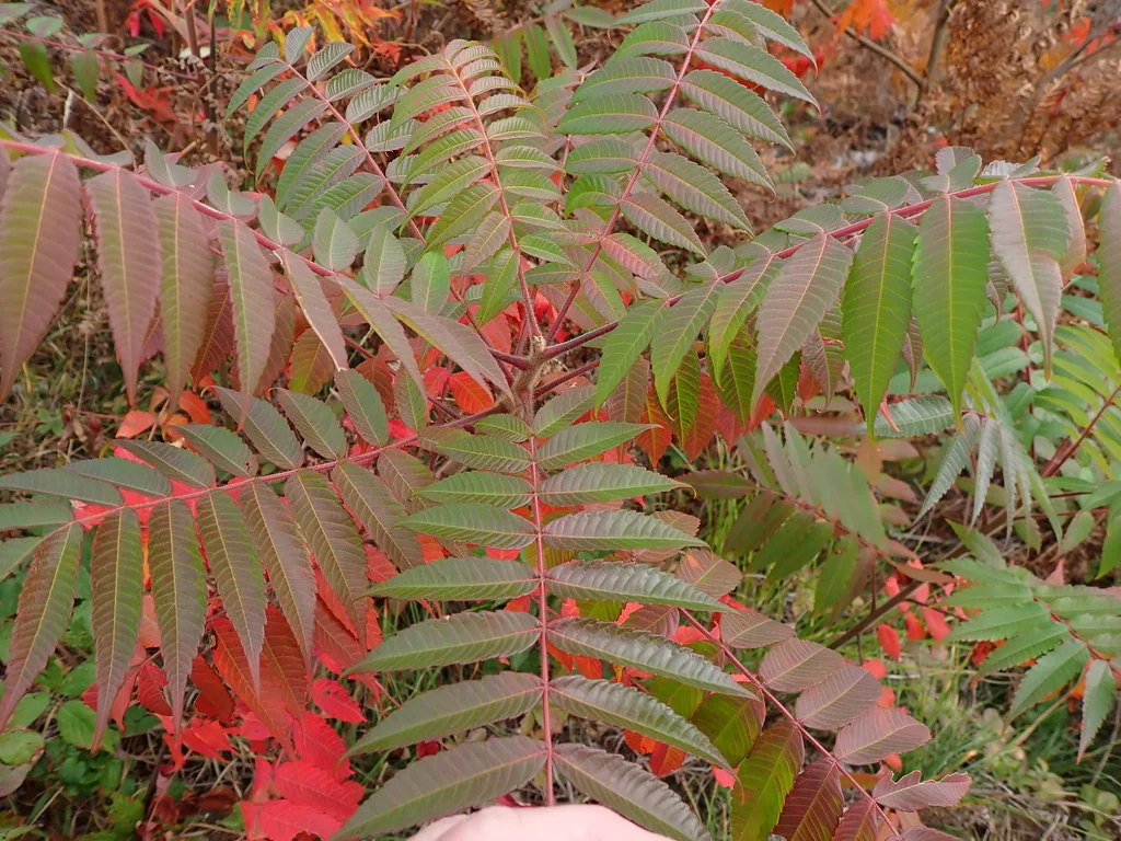 Rhus Typhina