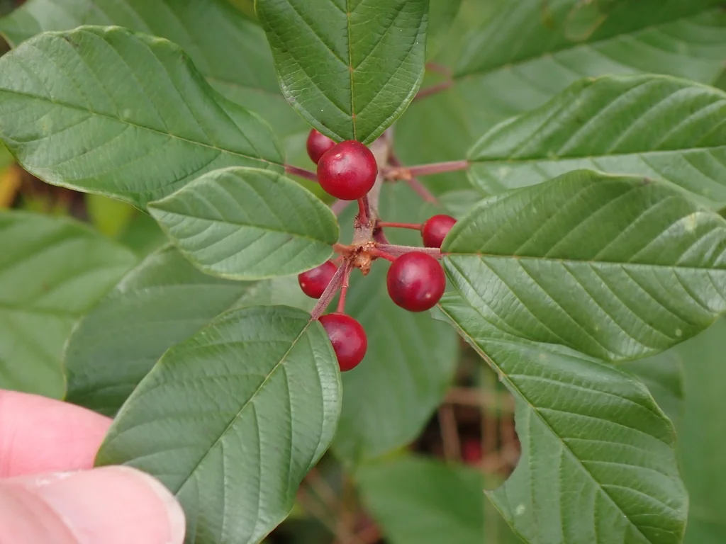 Rhamnus frangula