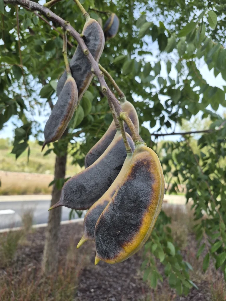 Gymnocladus Dioicus