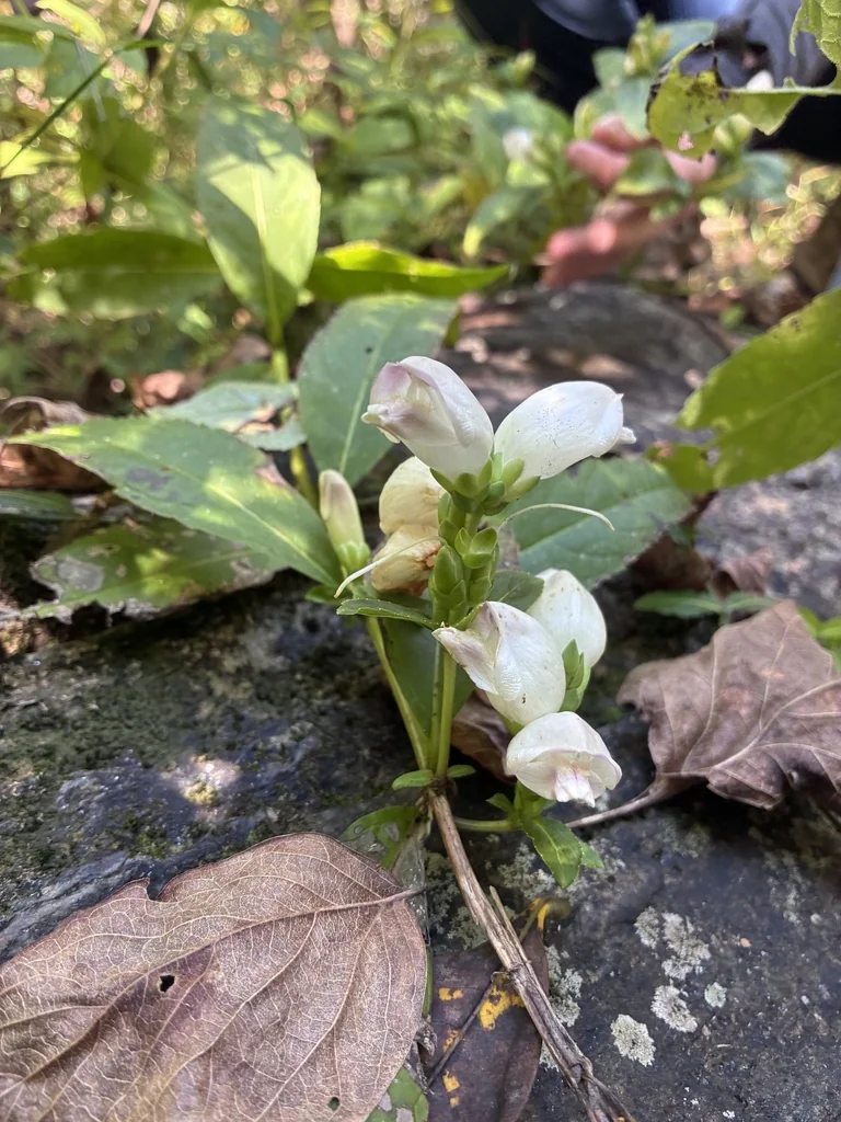 Chelone Glabra