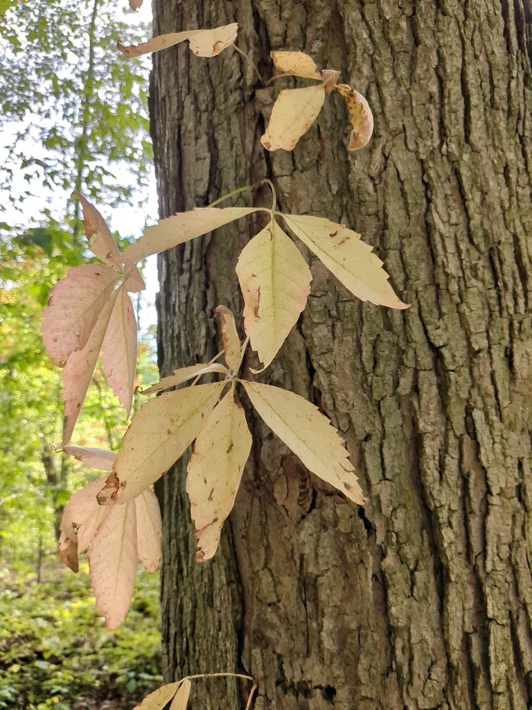 Parthenocissus Quinquefolia