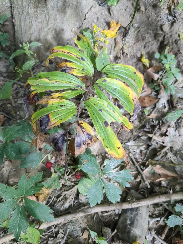 Smilacina Racemosa