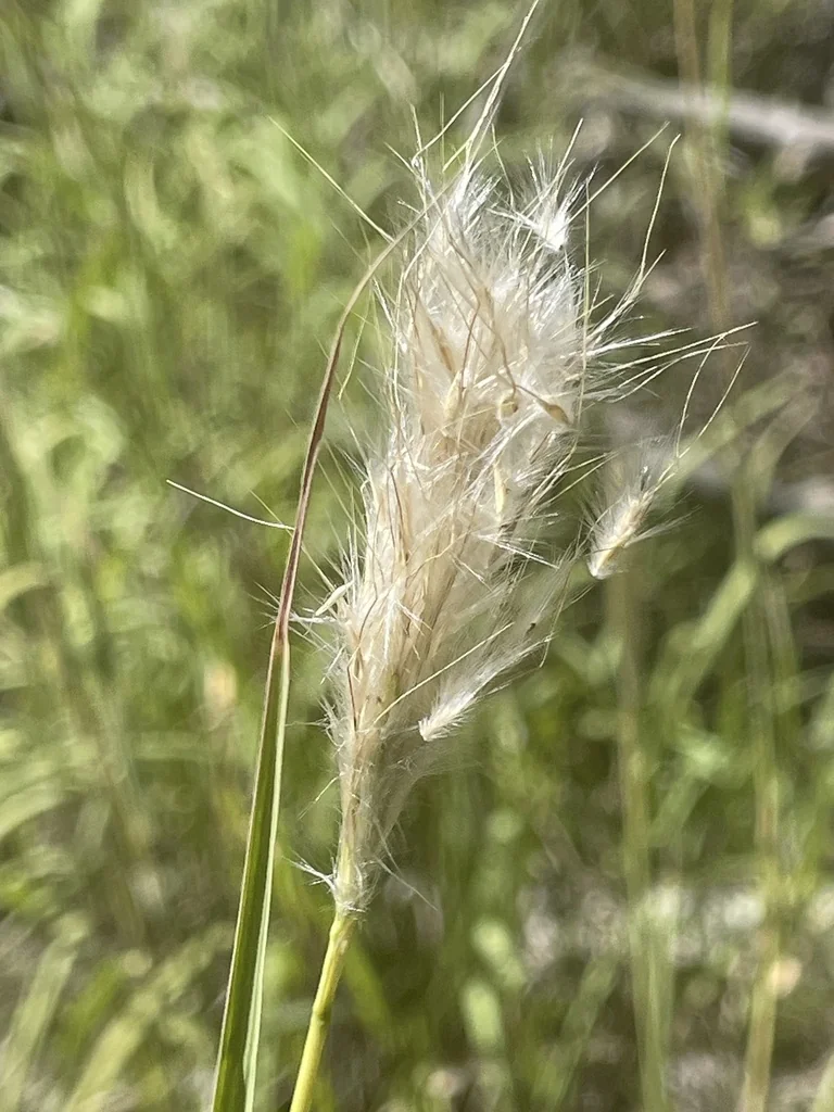 Bothriochloa Barbinodis