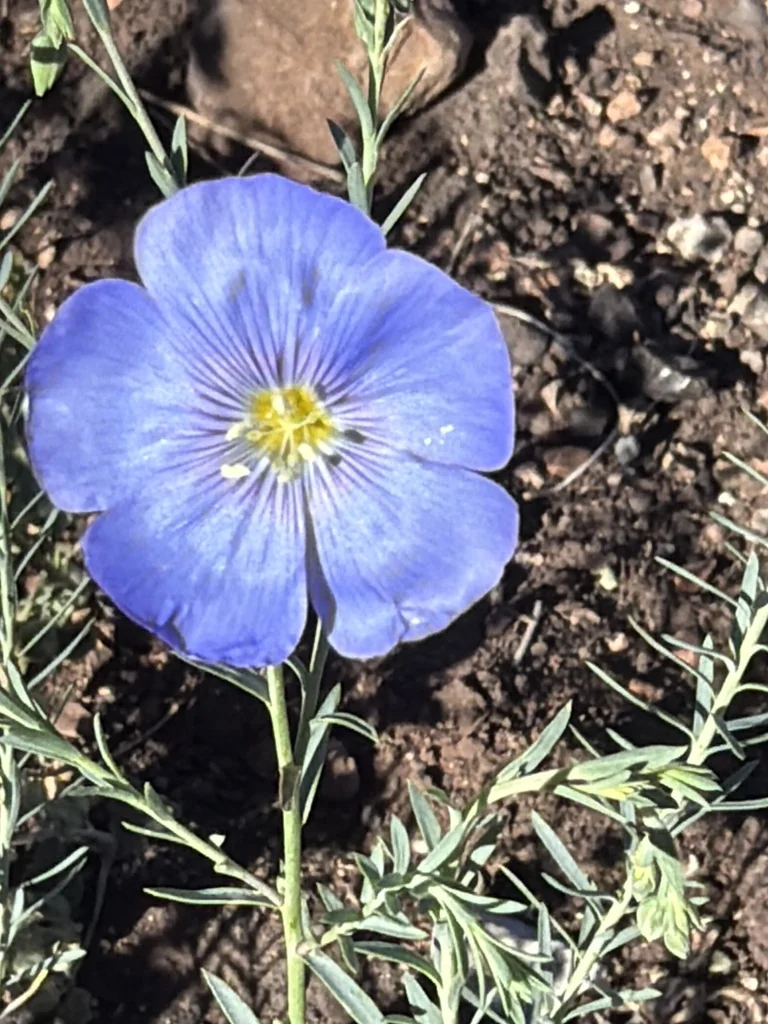 Linum Lewisii