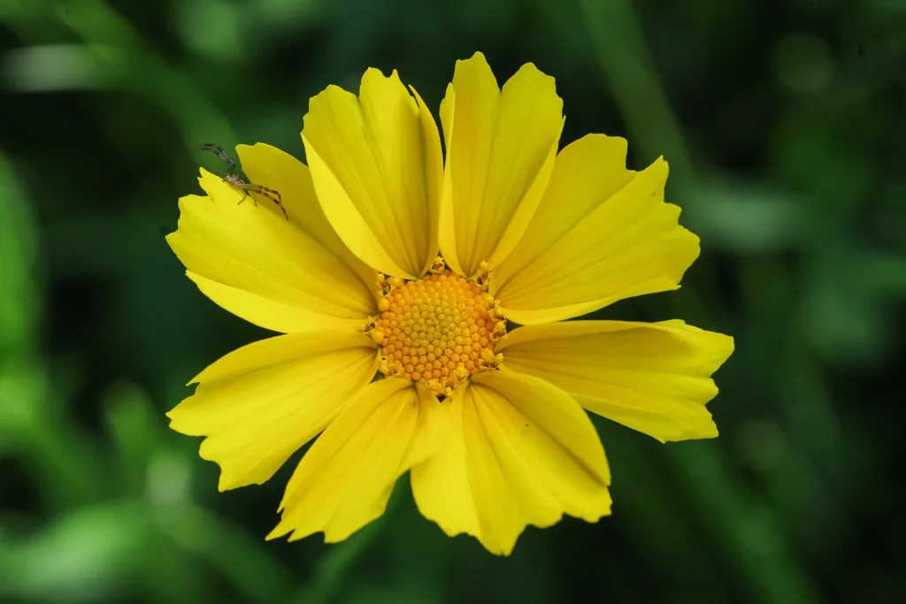 Coreopsis Grandiflora