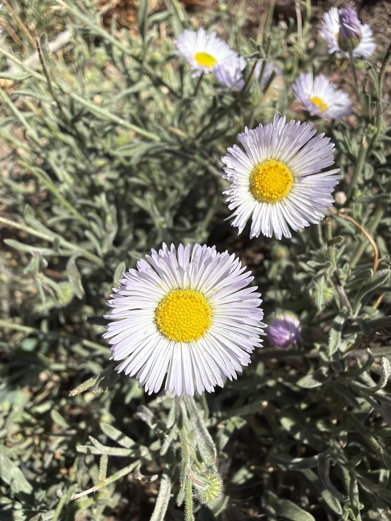 Erigeron Divergens