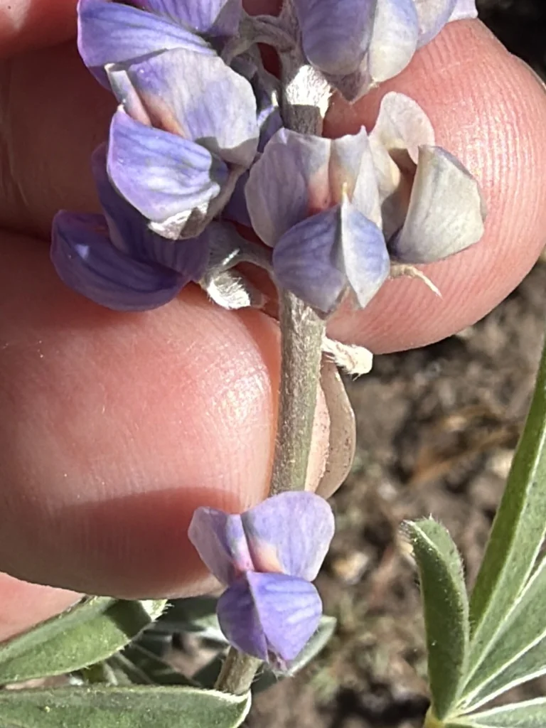 Lupinus Albifrons