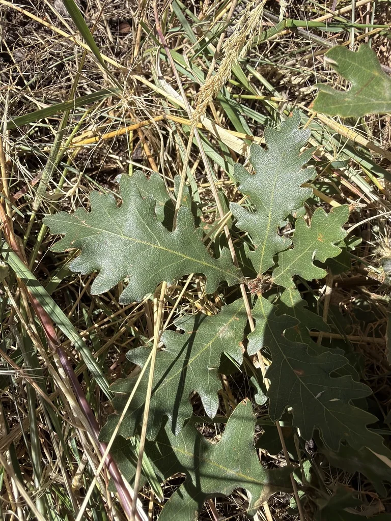 Quercus Gambelii