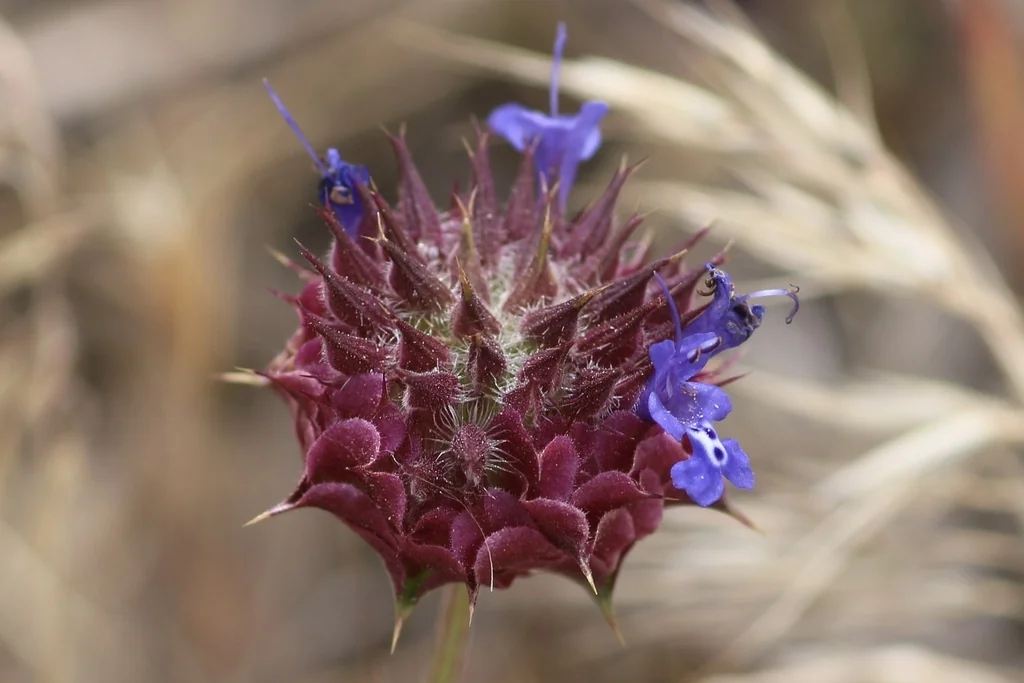 Salvia Columbariae