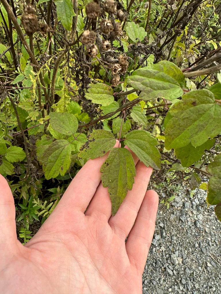 Clematis Virginiana
