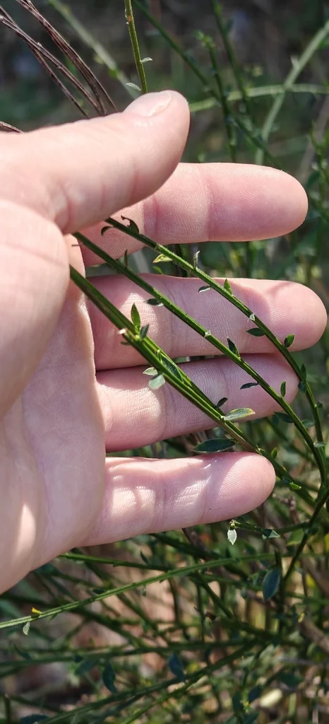 Cytisus Scoparius