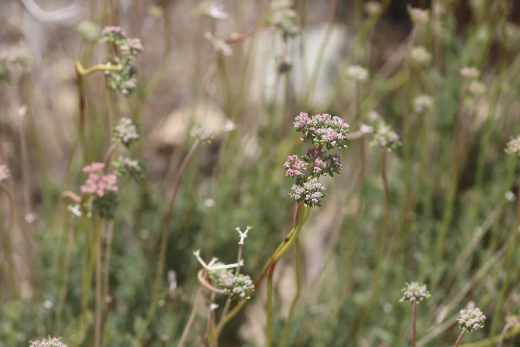 Eriogonum Fasciculatum