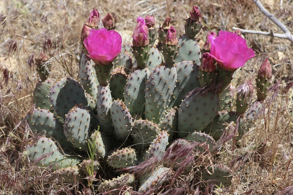 Opuntia Basilaris
