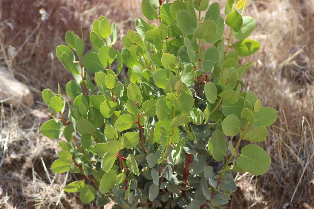 Arctostaphylos Glauca
