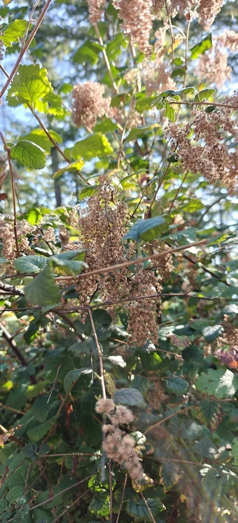 Holodiscus Discolor