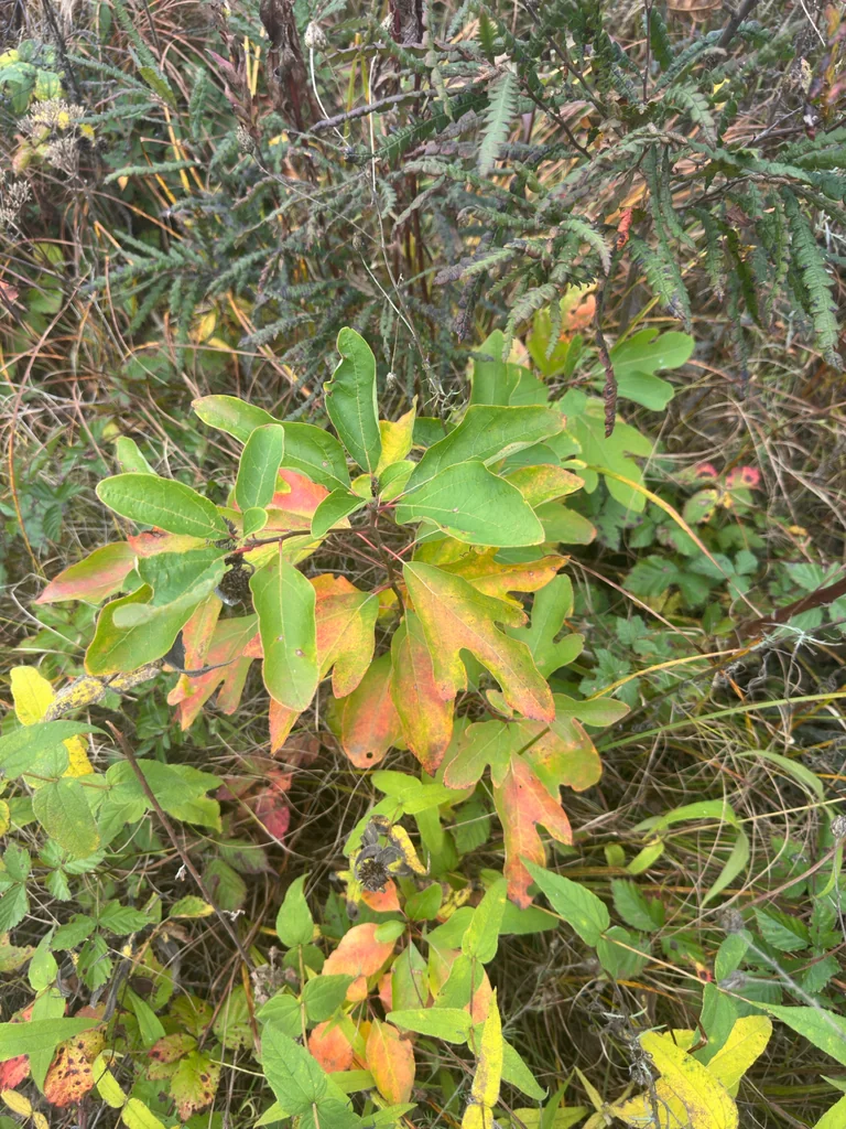 Sassafras Albidum